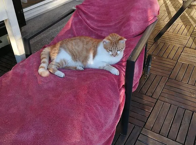 Doppelhaushaelfte Mit Garten Linz